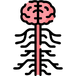 nervous-system-png